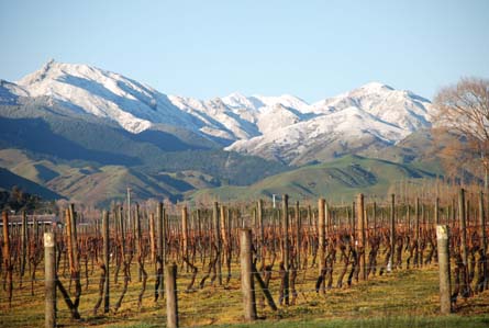 VineSmart - New Zealand Vineyard, Winery, Home, and Olive Grove For Sale - Marlborough, South Island, New Zealand  - Wine Real Estate
